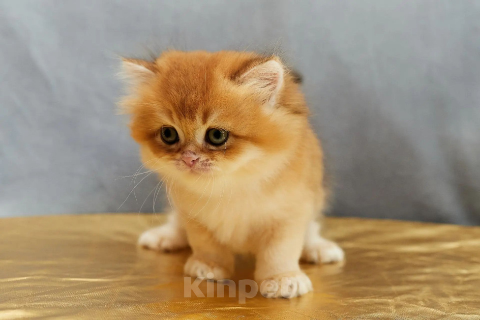 Кошки в Екатеринбурге: Британская длинношерстная шиншилла котёнок Мальчик, 65 000 руб. - фото 2