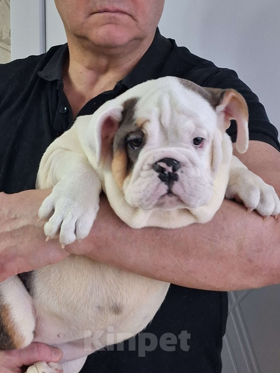Собаки в Москве: Английский бульдог Девочка, Бесплатно - фото 2