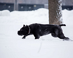 Собаки в Санкт-Петербурге: Кане-корсо черная пантера Девочка, 45 000 руб. - фото 5