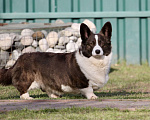 Собаки в Одинцово: Вельш корги кардиган -бесплатно Девочка, Бесплатно - фото 2