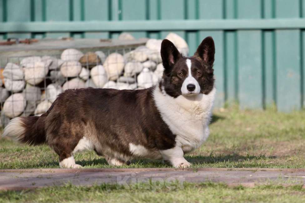 Собаки в Одинцово: Вельш корги кардиган -бесплатно Девочка, Бесплатно - фото 2