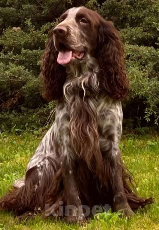 Собаки в Москве: Щенок русского охотничьего спаниеля Мальчик, 35 000 руб. - фото 5