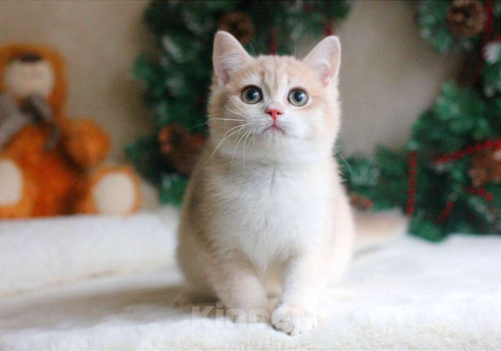 Кошки в Москве: Золотая голубая шиншилла мальчик  Мальчик, 35 000 руб. - фото 3