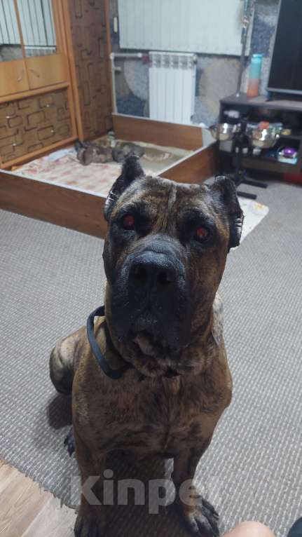 Собаки в Саратове: Метисы канарского дога Мальчик, 5 000 руб. - фото 6