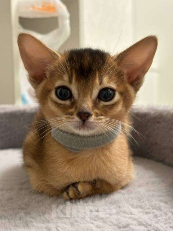 Кошки в Москве: Джина Девочка, 50 000 руб. - фото 2