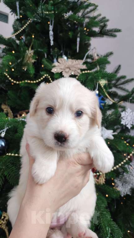 Собаки в Липецке: Бордер колли митис (пушинка) Девочка, 15 000 руб. - фото 3