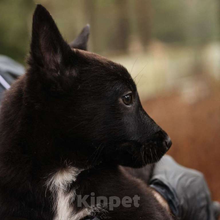 Собаки в Москве: Черный щенок мальчик срочно ищет дом! Мальчик, Бесплатно - фото 2
