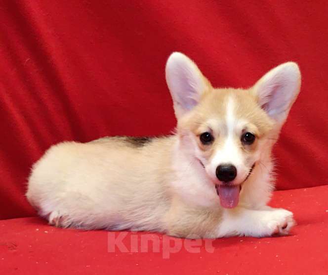 Собаки в Москве: Девочка - 3 мес.. Вельш Kоpги Пeмброк Девочка, 50 000 руб. - фото 5