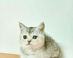 Кошки в Западном Двине: Шиншиллы Котята, 8 000 руб. - фото 3