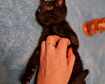 Кошки в Москве: Котенок в добрые руки Мальчик, 1 руб. - фото 4