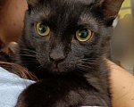 Кошки в Москве: Котенок-подросток ищет дом! Мальчик, Бесплатно - фото 8