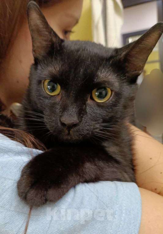 Кошки в Москве: Котенок-подросток ищет дом! Мальчик, Бесплатно - фото 8