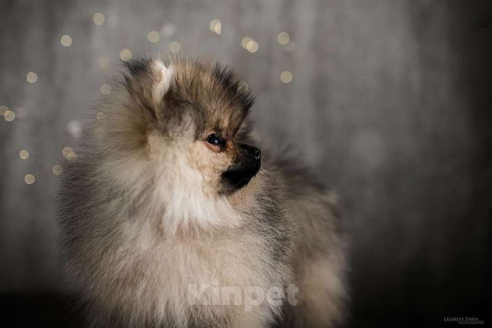 Собаки в Москве: Щенки немецкого шпица (малого) Мальчик, 70 000 руб. - фото 2