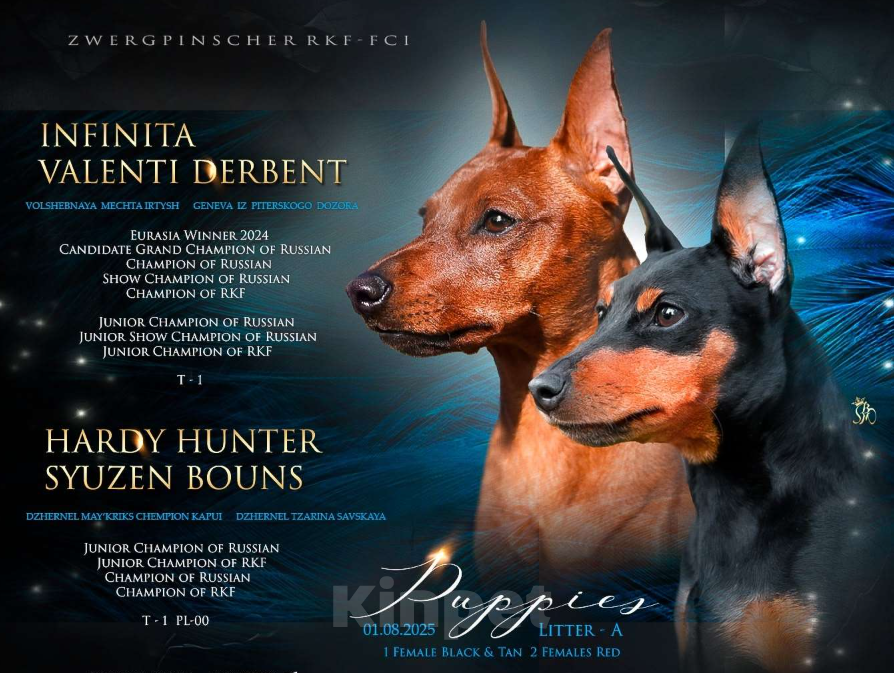 Собаки в Архангельске: Щенок цвергпинчера Девочка, 50 000 руб. - фото 6