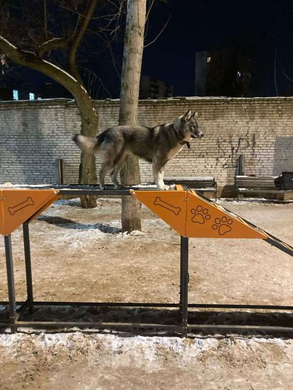 Собаки в Москве: Найдена Хаски девочка Девочка, Бесплатно - фото 3