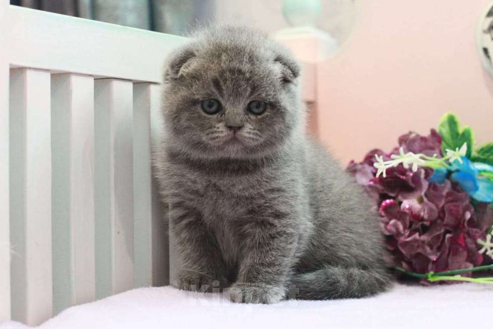 Кошки в Москве: Шотланская девочка с документами  Девочка, 20 000 руб. - фото 1