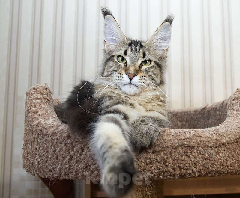 Кошки в Москве: Мейн кун котенок Девочка, Бесплатно - фото 7