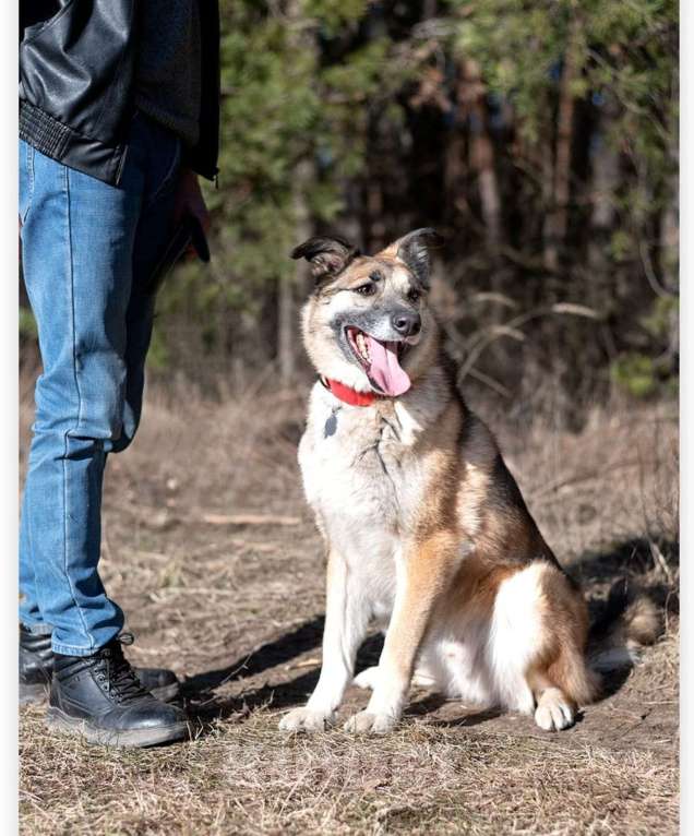 Собаки в Балашихе: мальчишка сидит в приюте и мечтает о доме Мальчик, Бесплатно - фото 2