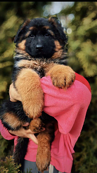 Элитные щенки немецкой овчарки длиношерстные