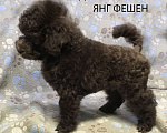 Собаки в Долгопрудном: Щенок пудель той коричневый мальчик Янг Фешен Мальчик, 200 000 руб. - фото 1
