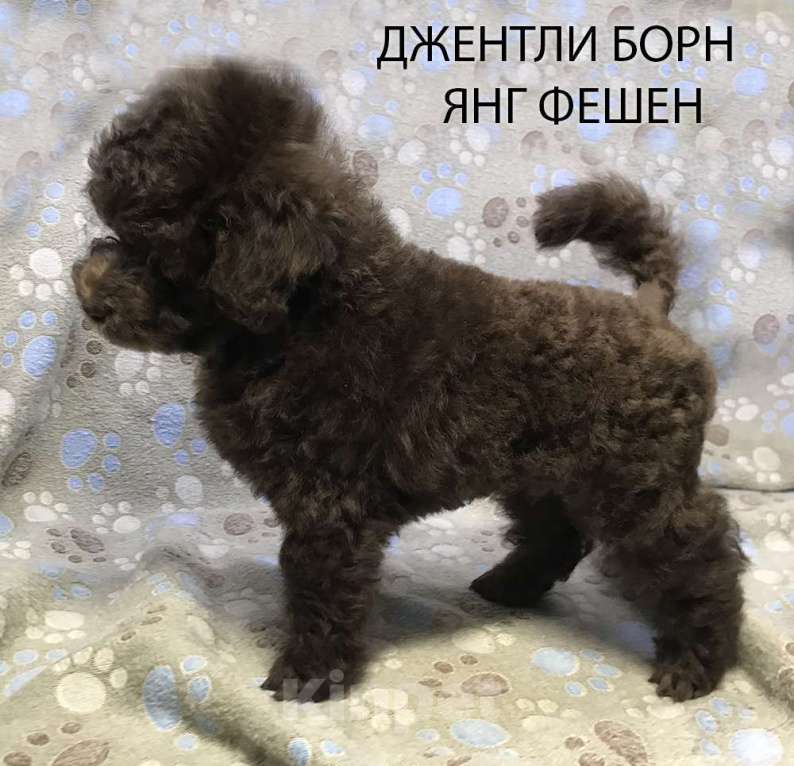 Собаки в Долгопрудном: Щенок пудель той коричневый мальчик Янг Фешен Мальчик, 200 000 руб. - фото 1