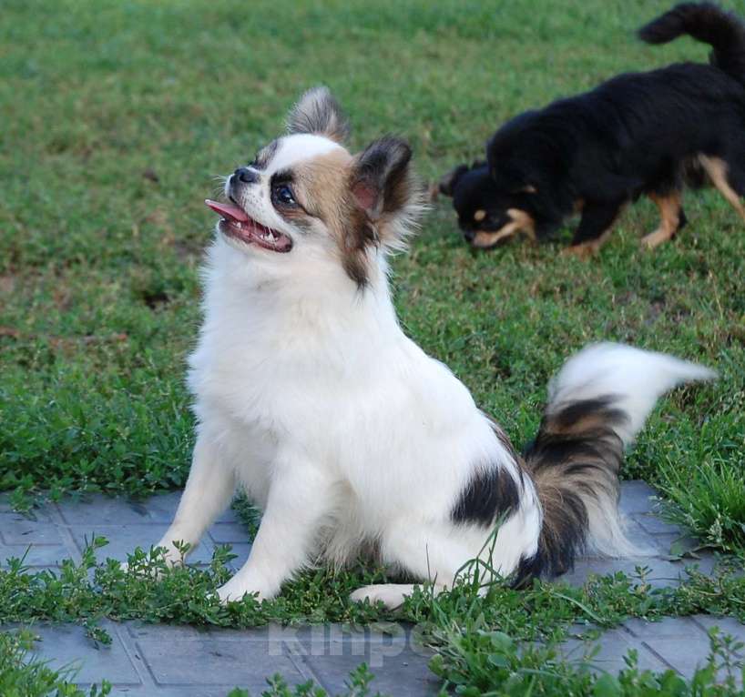 Собаки в Москве: Мальчик подросток Мальчик, 15 000 руб. - фото 4