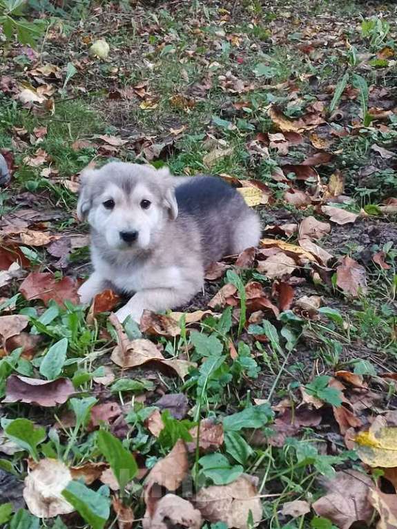 Собаки в Кашире: Щеночки-лапочки ищут дом Девочка, Бесплатно - фото 4