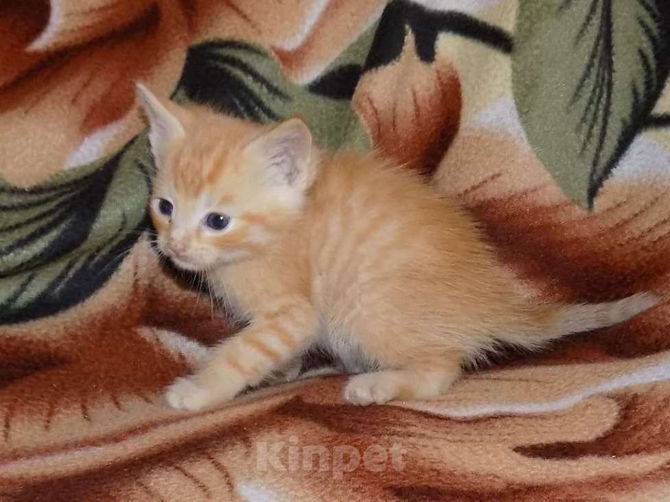 Кошки в Москве: Шотландские котята, метисы Мальчик, 6 000 руб. - фото 6