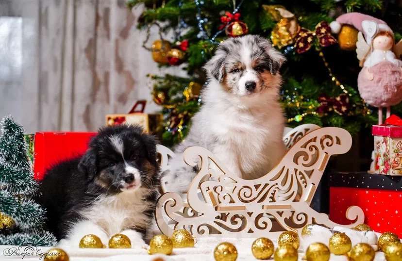 Собаки в Воронеже: Австралийская овчарка щенок Мальчик, 60 000 руб. - фото 2