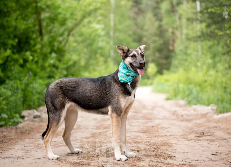 Собаки в Москве: Киви — друг, который умеет быть рядом Мальчик, Бесплатно - фото 3