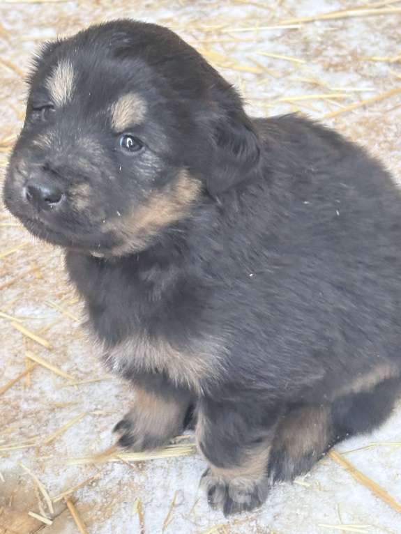 Собаки в других городах Московской области: Щенок банхара Девочка, 60 000 руб. - фото 5