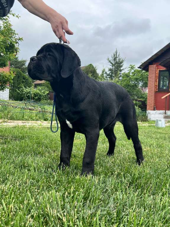 Собаки в Дмитрове: Щенок Кане Корсо Мальчик, 50 000 руб. - фото 5