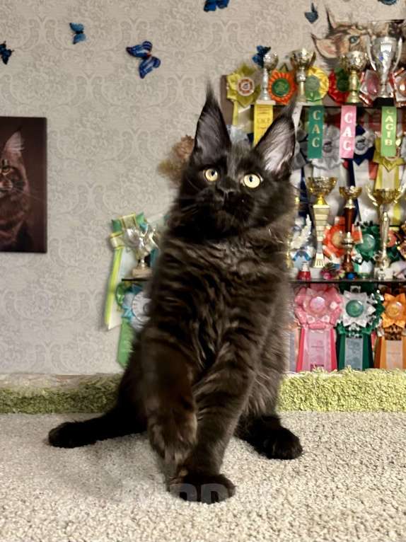 Кошки в Санкт-Петербурге: Черный солид мейн-кун Мальчик, 60 000 руб. - фото 3