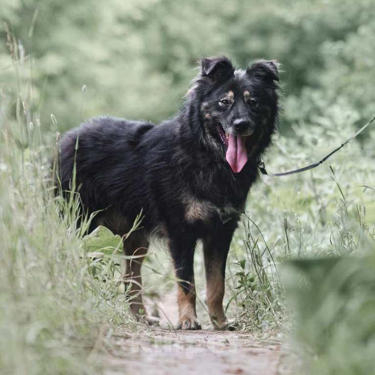 Собаки в Москве: Плюшевый Майк Мальчик, Бесплатно - фото 5