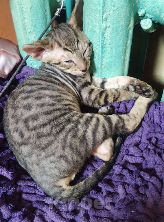 Кошки в Новочебоксарске: Продаю Девочка, 18 000 руб. - фото 3