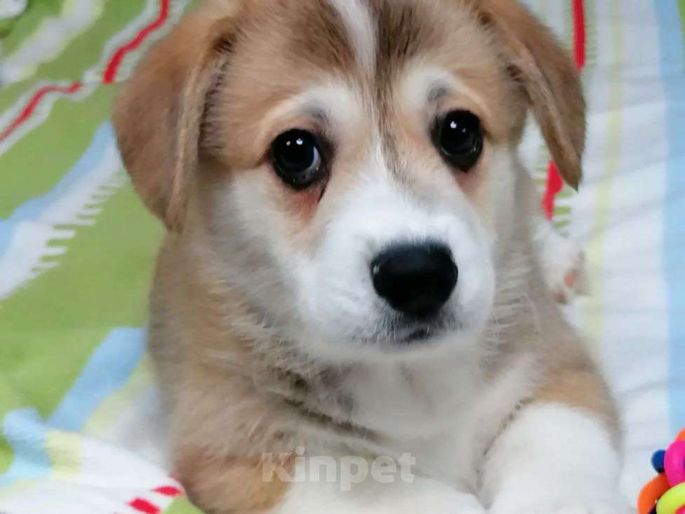 Собаки в Новосибирске: Продажа корги пемброк Мальчик, 70 руб. - фото 7