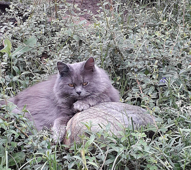 Объявление: Дымчато-серый молодой кот, 5 000 руб., Ростов-на-Дону