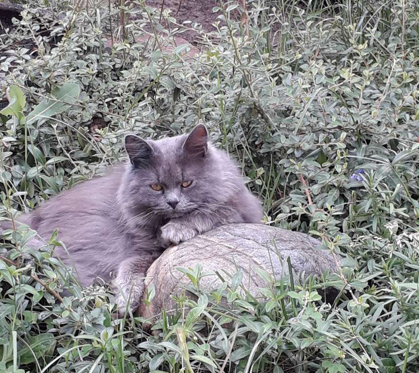 Кошки в Ростове-на-Дону: Дымчато-серый молодой кот Мальчик, 5 000 руб. - фото 1