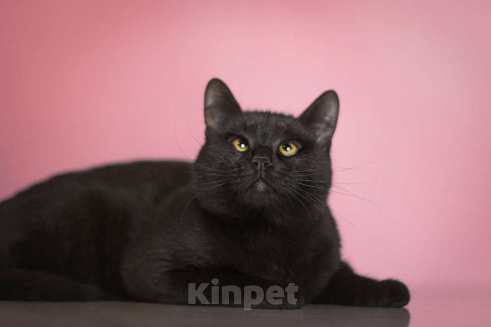 Кошки в Москве: Косоглазый черный котик в добрые руки Мальчик, Бесплатно - фото 4