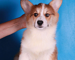 Собаки в Москве: вельш корги пемброк щенки Мальчик, 90 000 руб. - фото 4