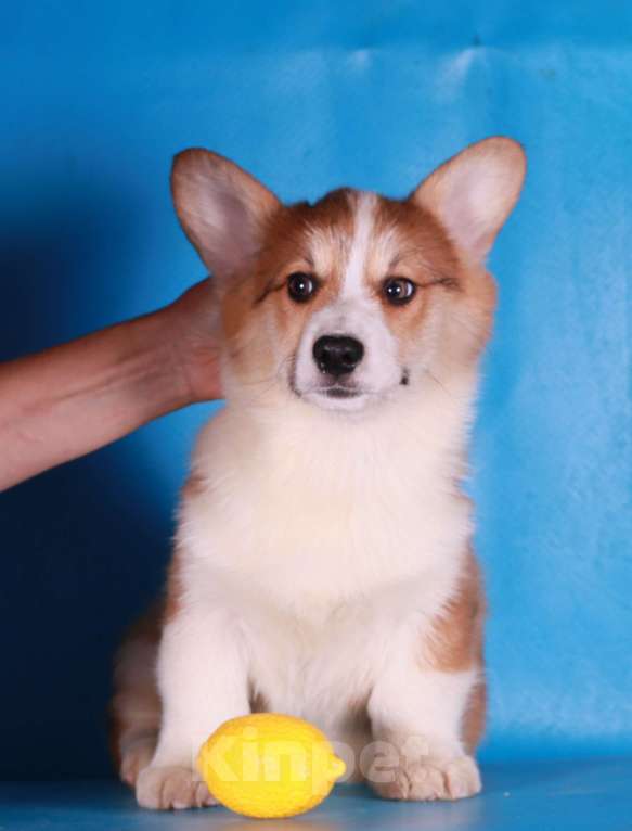 Собаки в Москве: вельш корги пемброк щенки Мальчик, 90 000 руб. - фото 4