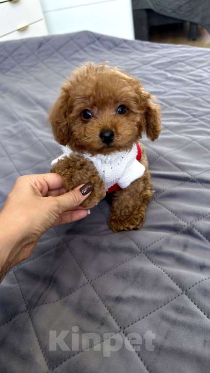 Собаки в Москве: Той пудель Тедди Мальчик, 190 000 руб. - фото 3