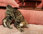 Кошки в Фрязино: Котята Курильский бобтейл кошечки Девочка, 12 000 руб. - фото 6