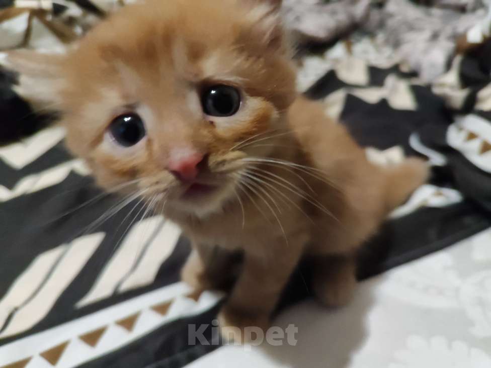 Кошки в Москве: Рыженький мальчик Мальчик, Бесплатно - фото 3