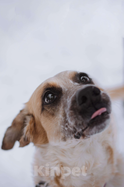 Собаки в Москве: Гера Девочка, Бесплатно - фото 3