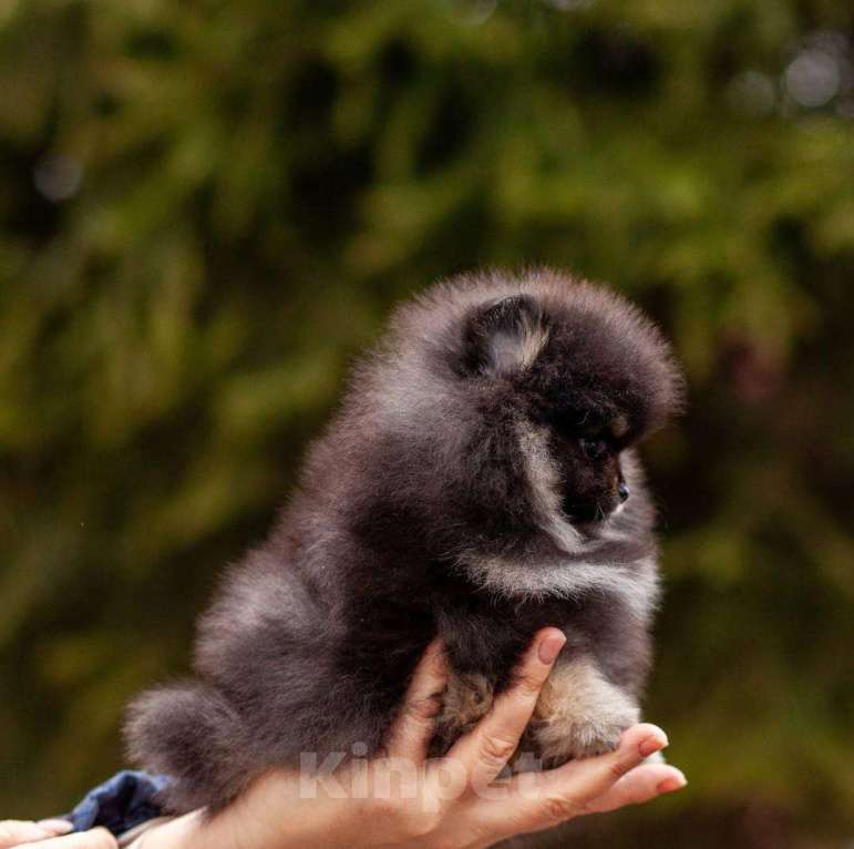 Собаки в Москве: померанский шпиц Девочка, 65 000 руб. - фото 3