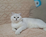 Кошки в Сочи: Шотландский кот Серебристая Шиншилла  Мальчик, 5 000 руб. - фото 5
