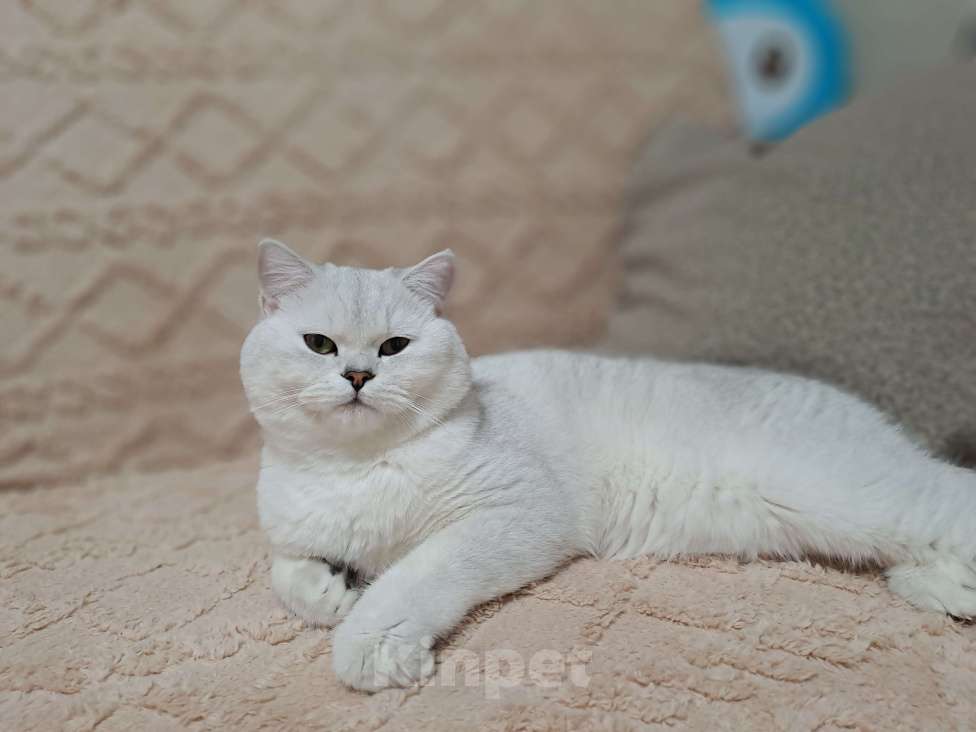 Кошки в Сочи: Шотландский кот Серебристая Шиншилла  Мальчик, 5 000 руб. - фото 5