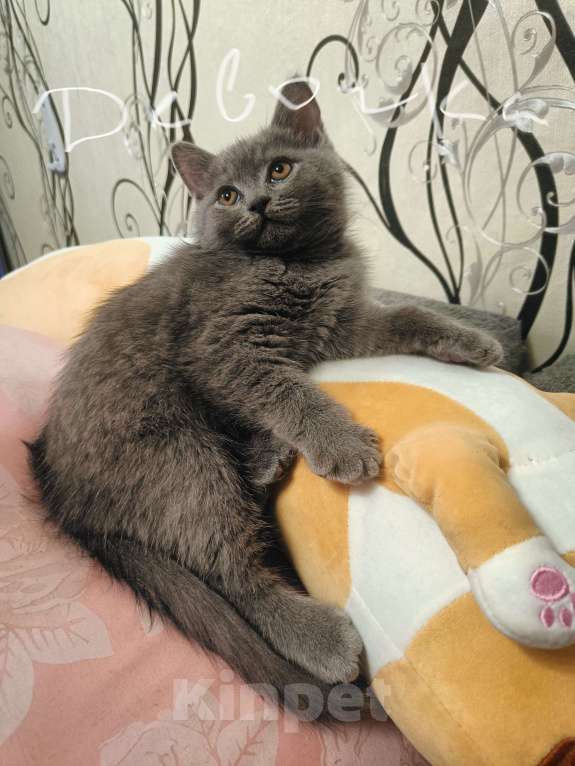 Кошки в Санкт-Петербурге: Продаются котята Разнополые, 12 000 руб. - фото 2