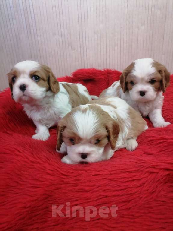 Собаки в Москве: Кавалер Кинг Чарльз спаниель щенки.  Девочка, 100 000 руб. - фото 1